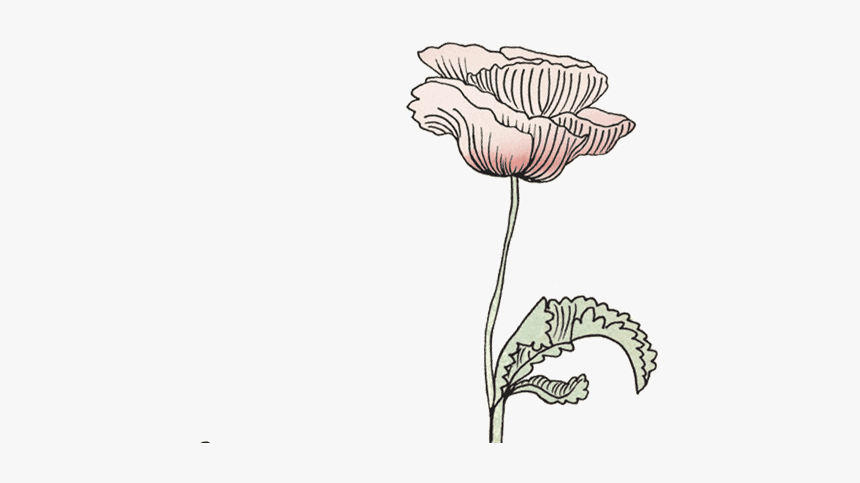 Konges Sl Jd Official - Transparent Flower Drawing Gif, HD Png Download