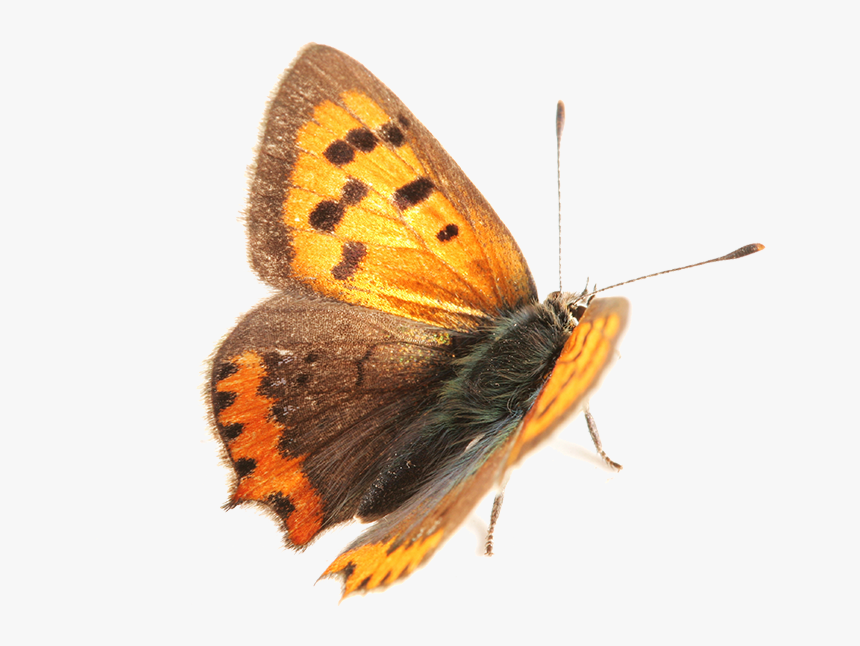 Moth - Lycaena Phlaeas, HD Png Download