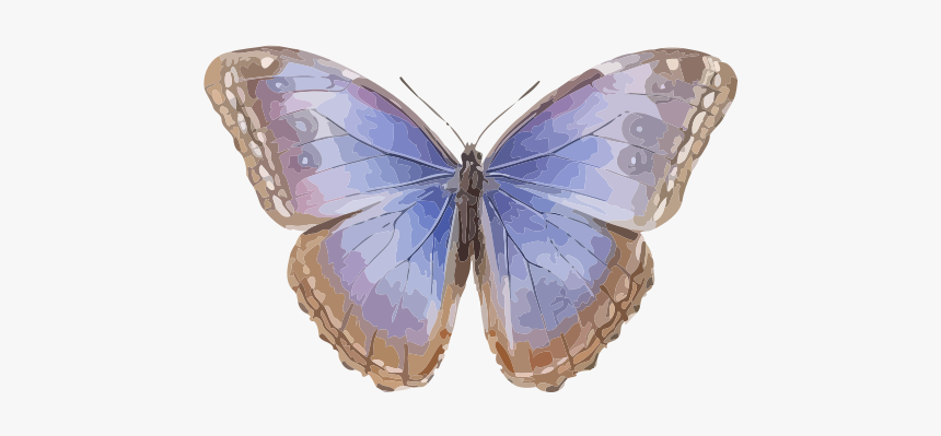 Morpho Helenor - Menelaus Blue Morpho, HD Png Download
