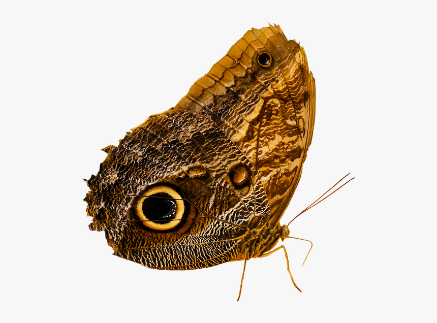 Owl Butterfly Transparent, HD Png Download