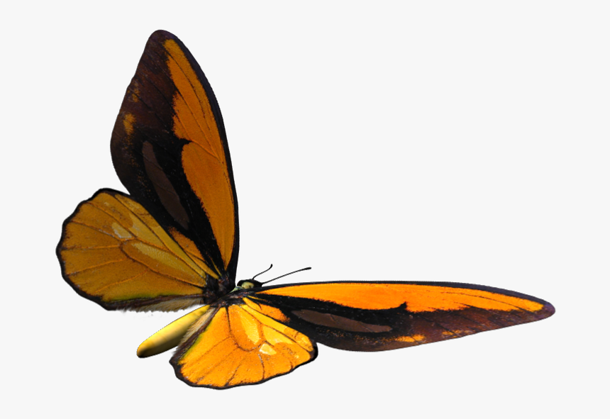 Brush-footed Butterfly, HD Png Download