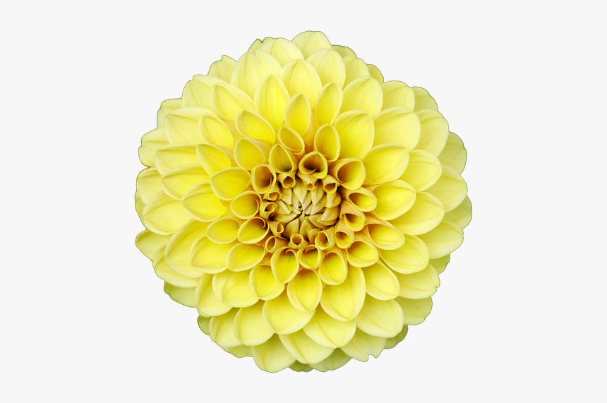 Dahlia, HD Png Download
