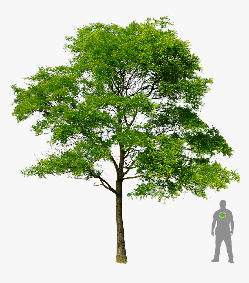 Honey Locust Tree Png, Transparent Png