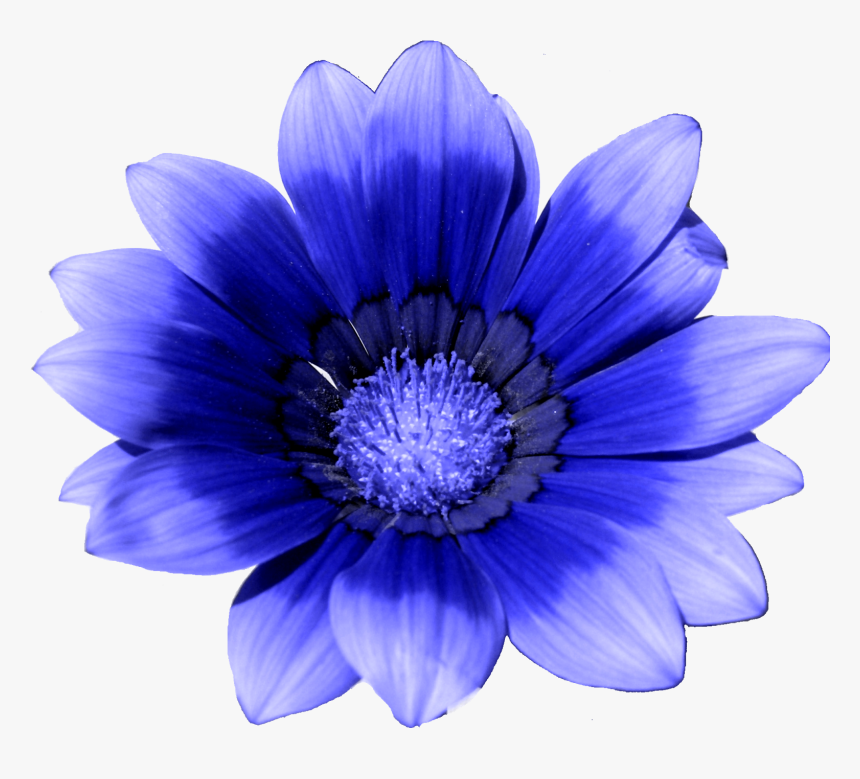Blue Flower White Cornflower - Cornflower Png, Transparent Png