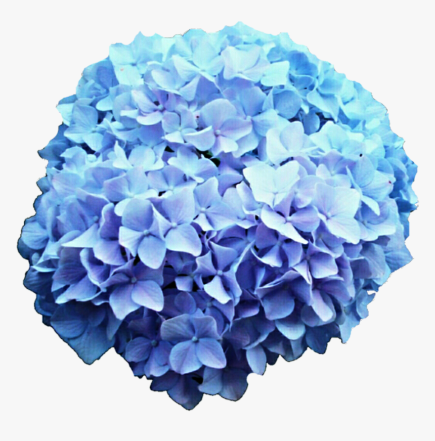Transparent Hydrangea Clipart Free - Hydrangea Transparent Background, HD Png Download