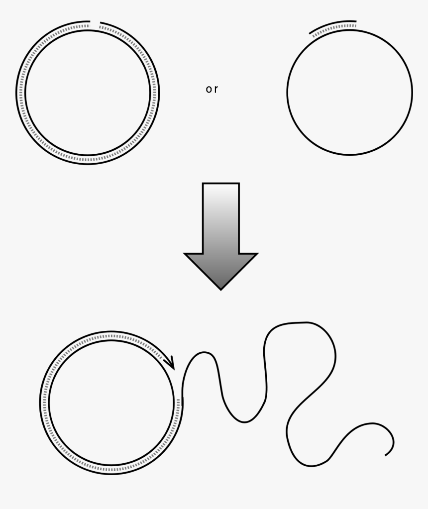 Rolling Circle Replication Plos, HD Png Download