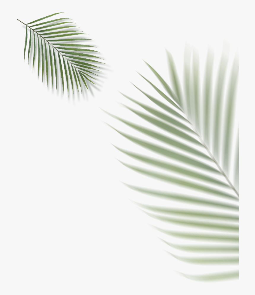 Roystonea, HD Png Download , Transparent Png Image PNGitem