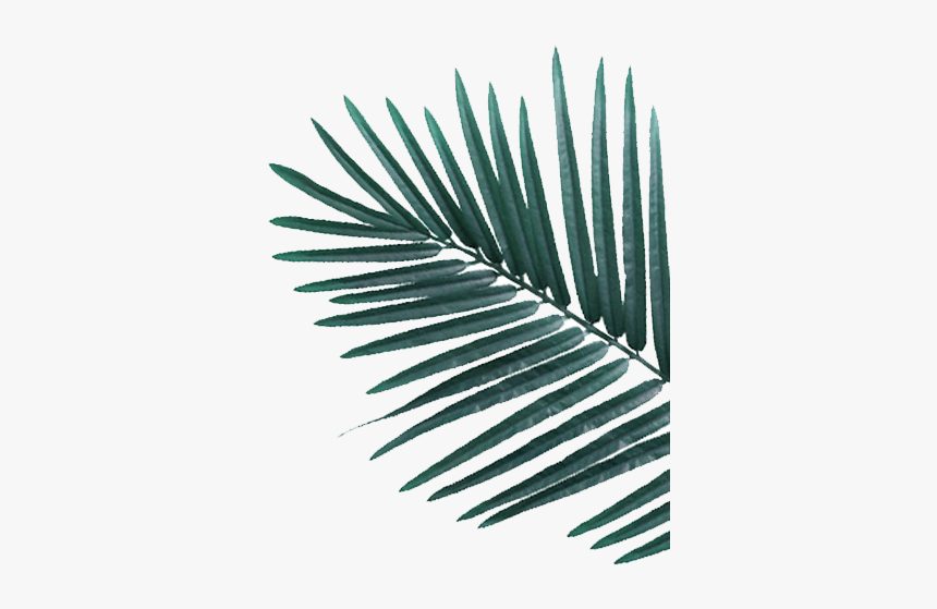 White Pine, HD Png Download