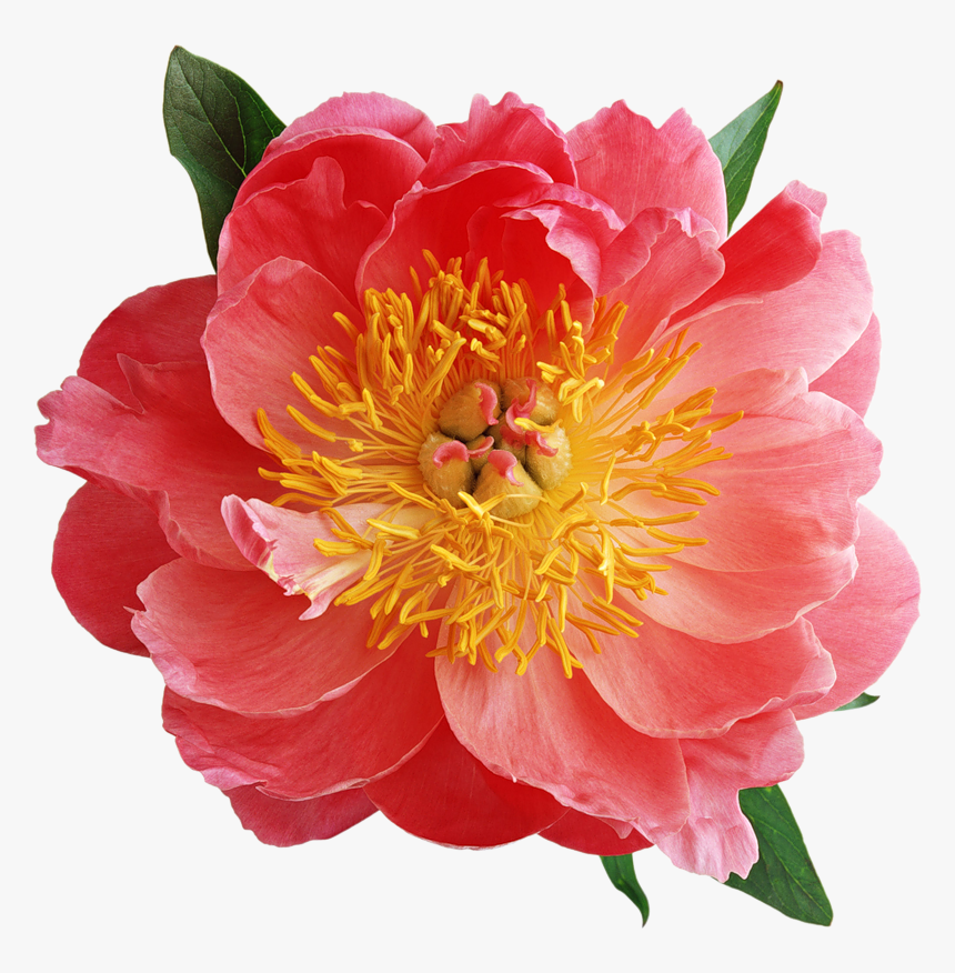 Blumen Rose Peony Old Rose Tattoo Rose Tattoos, HD Png Download