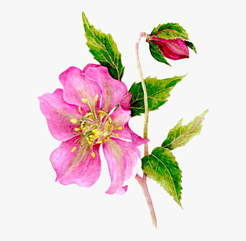 Flowers, Floral, Corner Plant, Scrapbook, Clip Art, - Rosa Glauca, HD Png Download