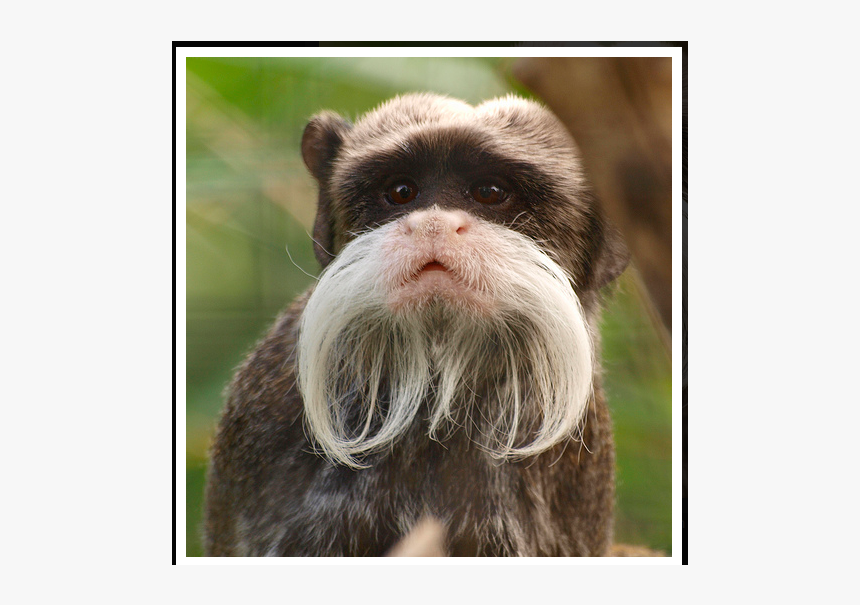 Macaque, HD Png Download