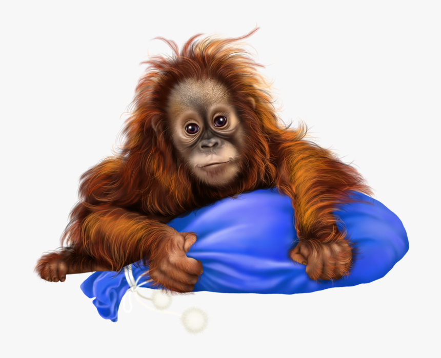 Transparent Orangutan, HD Png Download