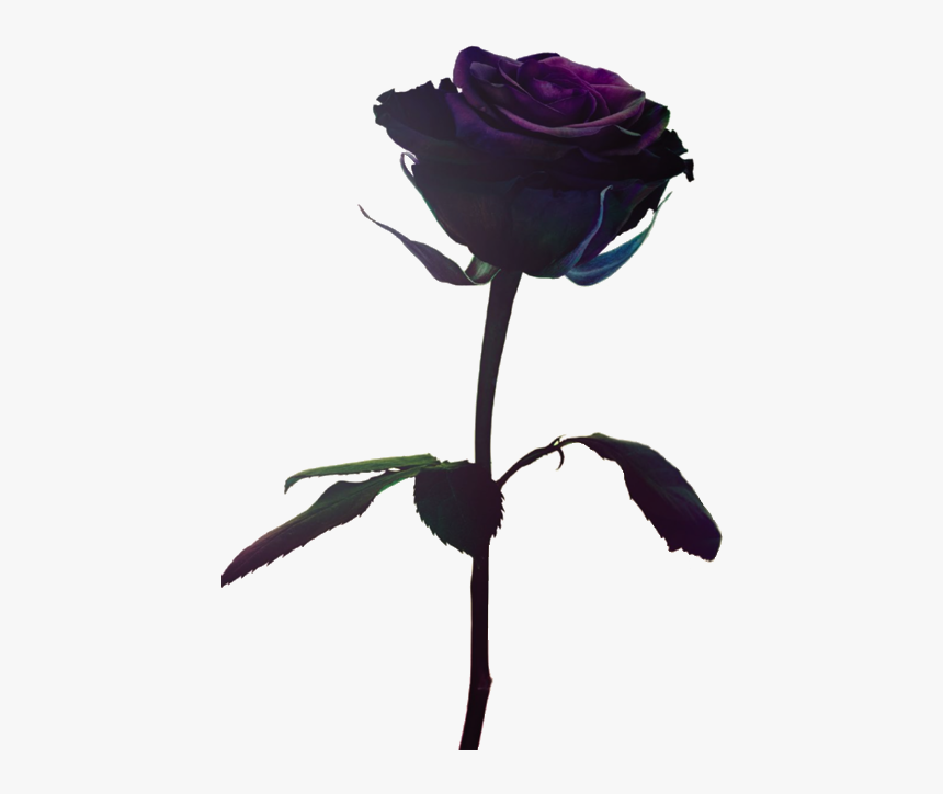 Deep Purple Single Roses, HD Png Download