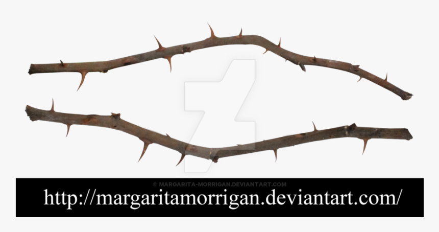 Rose Thorns Png Clip Transparent Stock - Thorns Of Roses Png, Png Download
