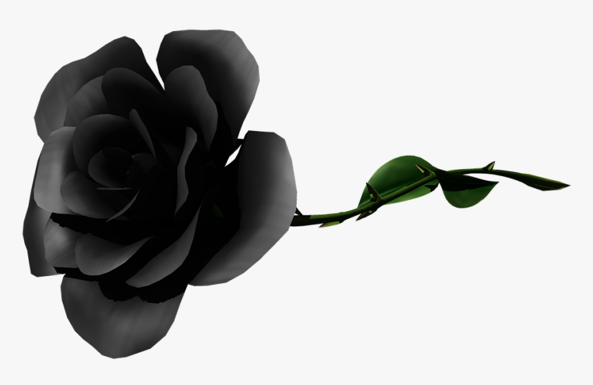 Rose, HD Png Download