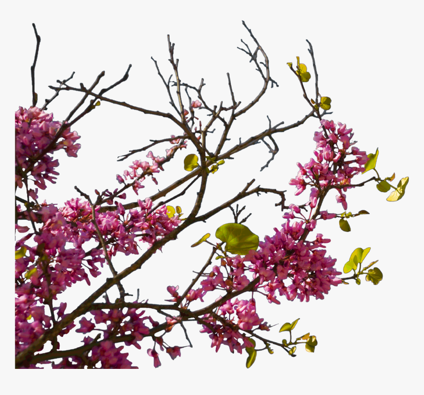 Plants Sidebar Png, Transparent Png