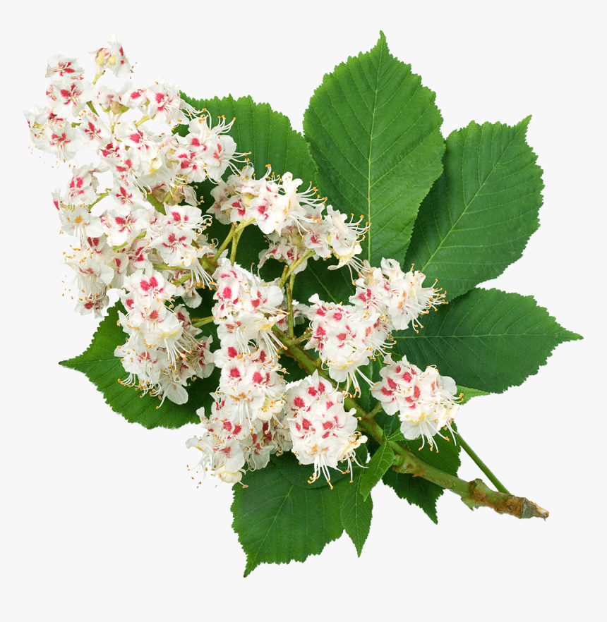 Bouquet, HD Png Download