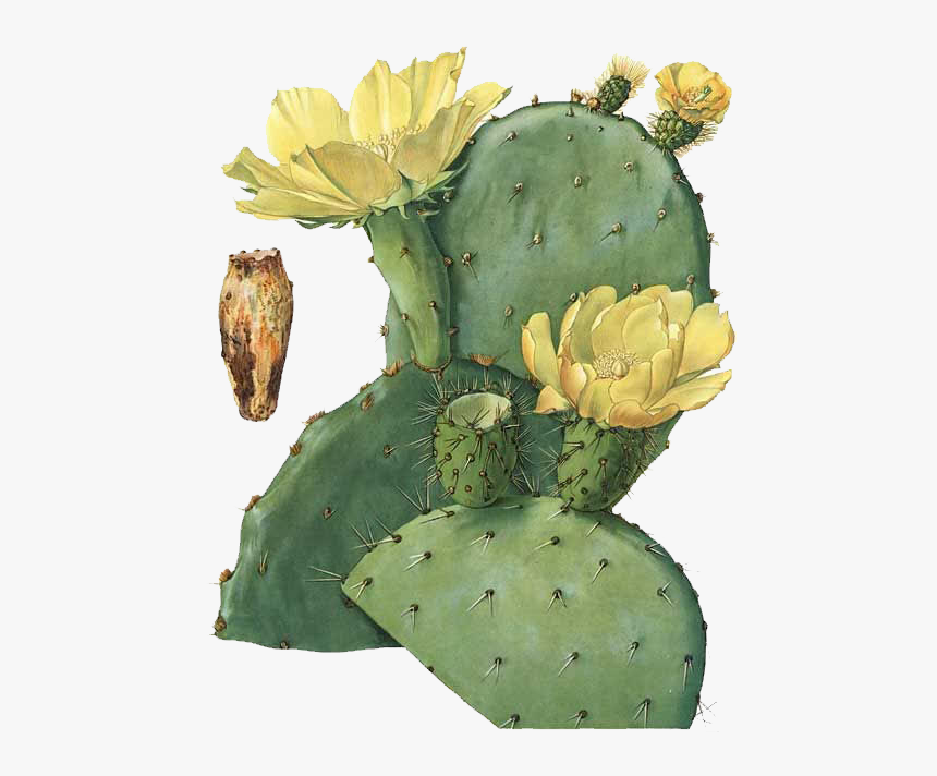 Prickly Pear Botanical Illustration Stock, HD Png Download