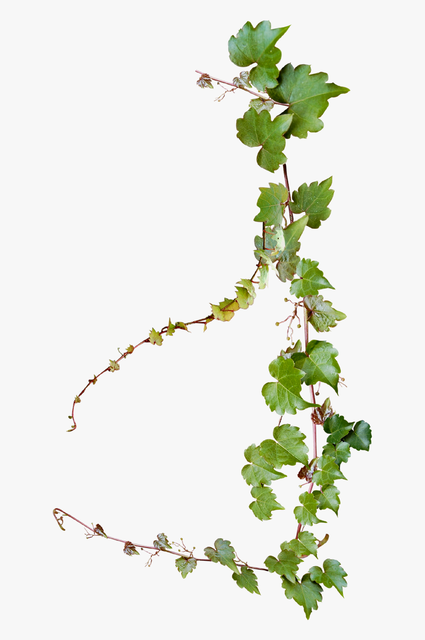 Common Grape Vine Photography - Transparent Background Vine Png, Png Download