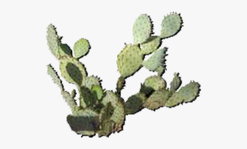 Eastern Prickly Pear, HD Png Download