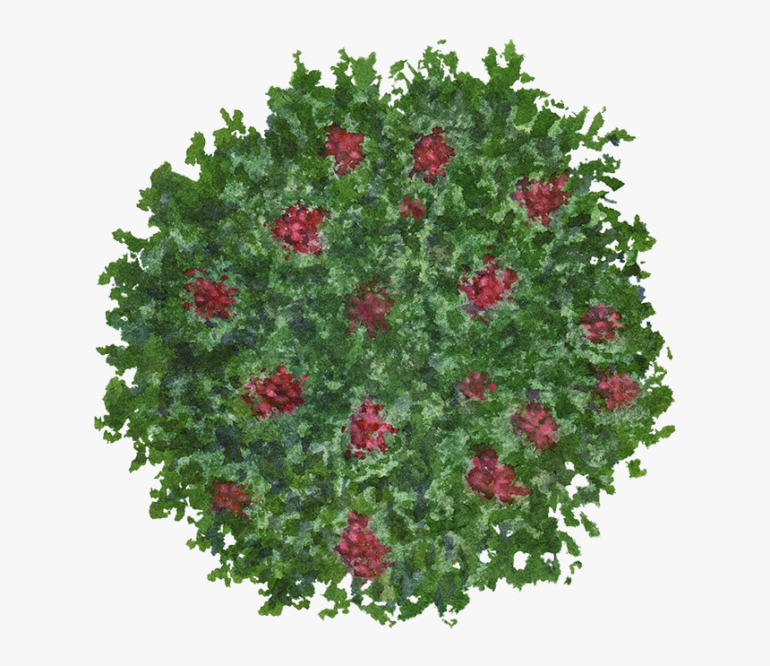 Bush Flowers Png Download - Shrub, Transparent Png