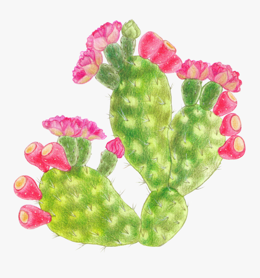 Barbary Fig, HD Png Download