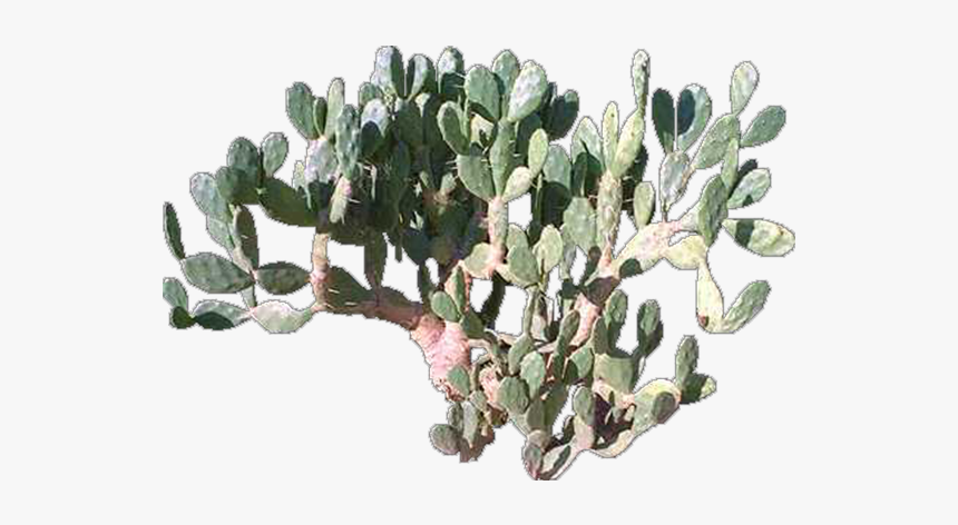 Eastern Prickly Pear, HD Png Download