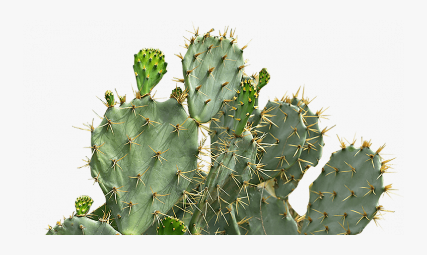 Eastern Prickly Pear, HD Png Download