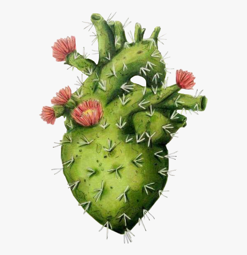 #heart #coeur #cactus #fleurs #fleur #flowers #vert - Cuore Cactus, HD Png Download