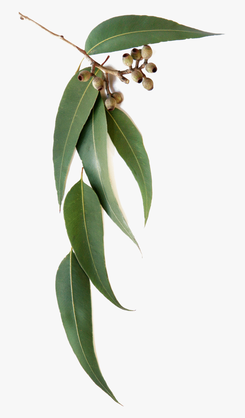 Eucalyptus Globulus Eucalyptus Leaves, HD Png Download