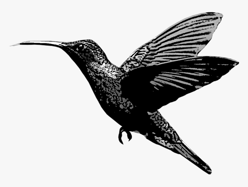 Hummingbird - Hummingbird Transparent Background, HD Png Download
