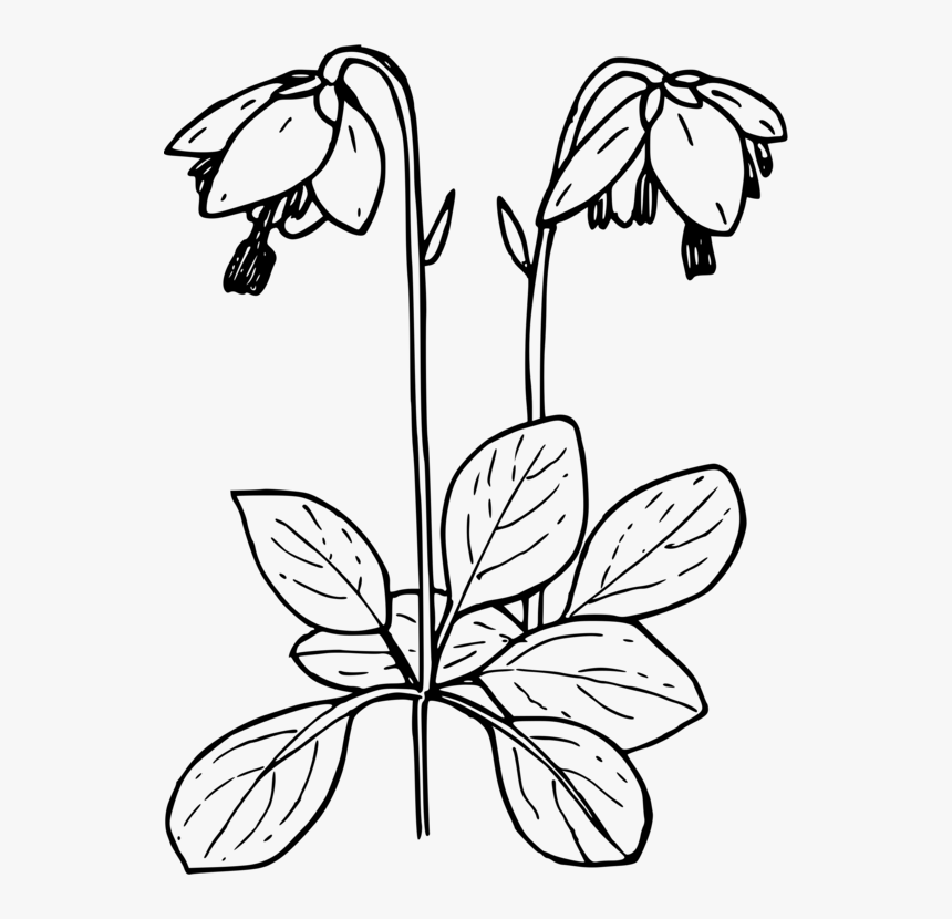 Art,symmetry,monochrome Photography - Moneses Uniflora, HD Png Download