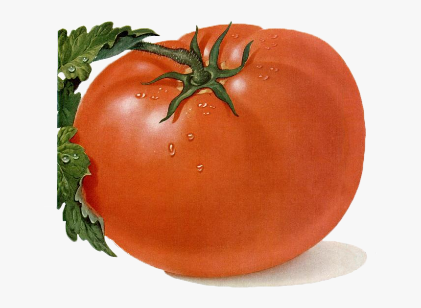 Image Transparent Free Tomato Clipart - Tomato Drawing, HD Png Download