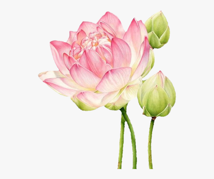 #lotus #botanicalillustration #pink #flowers #art #цветы - Botanical Illustration Lotus, HD Png Download