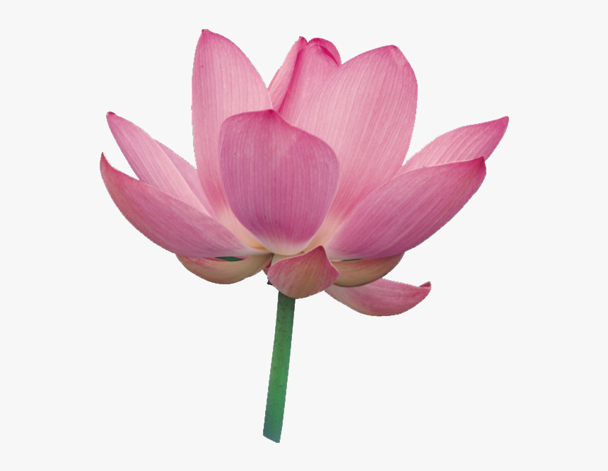 Фотки Flower Clipart, Rose Colored Glasses, Lotus Flower, - Lily Flower Clip Art, HD Png Download