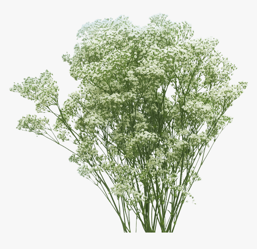 Cow Parsley, HD Png Download