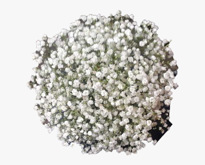 Babies Breath Bouquet From Top - Artificial Flower, HD Png Download