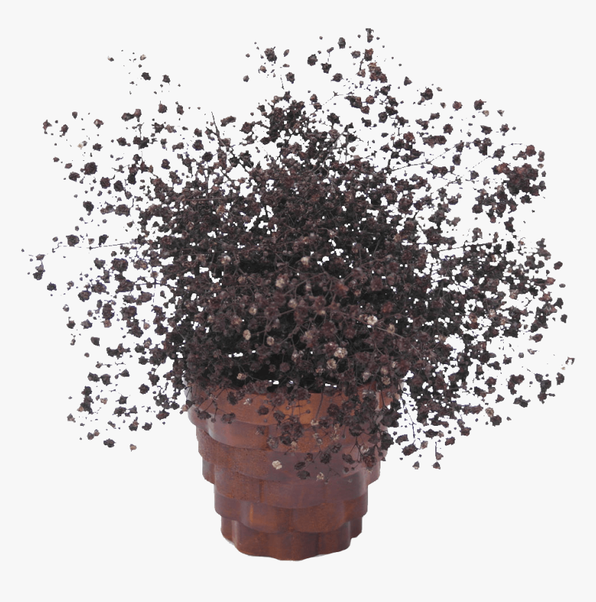 Buy Coffee Babys Breath Cheap Online - Tree, HD Png Download