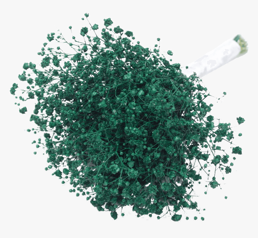 Fresh Green Babys Breath Online Natural Flowers - Illustration, HD Png Download