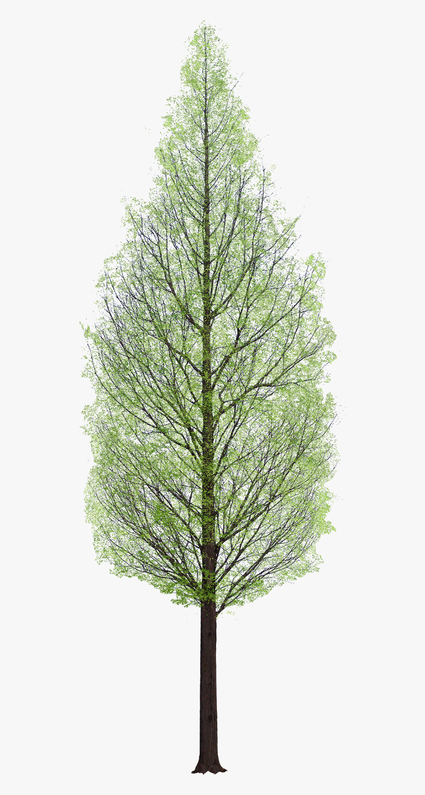Pine Tree Png Architecture, Transparent Png