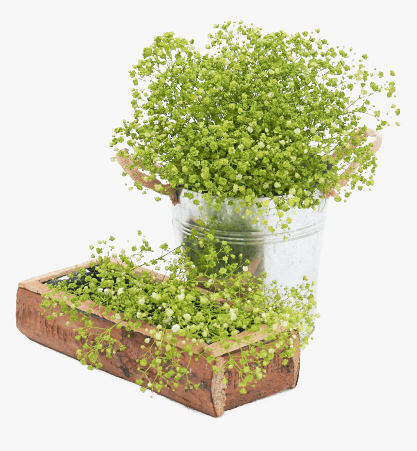 Fresh Lime Green Babys Breath Natural Flowers For Sale - Flowerpot, HD Png Download