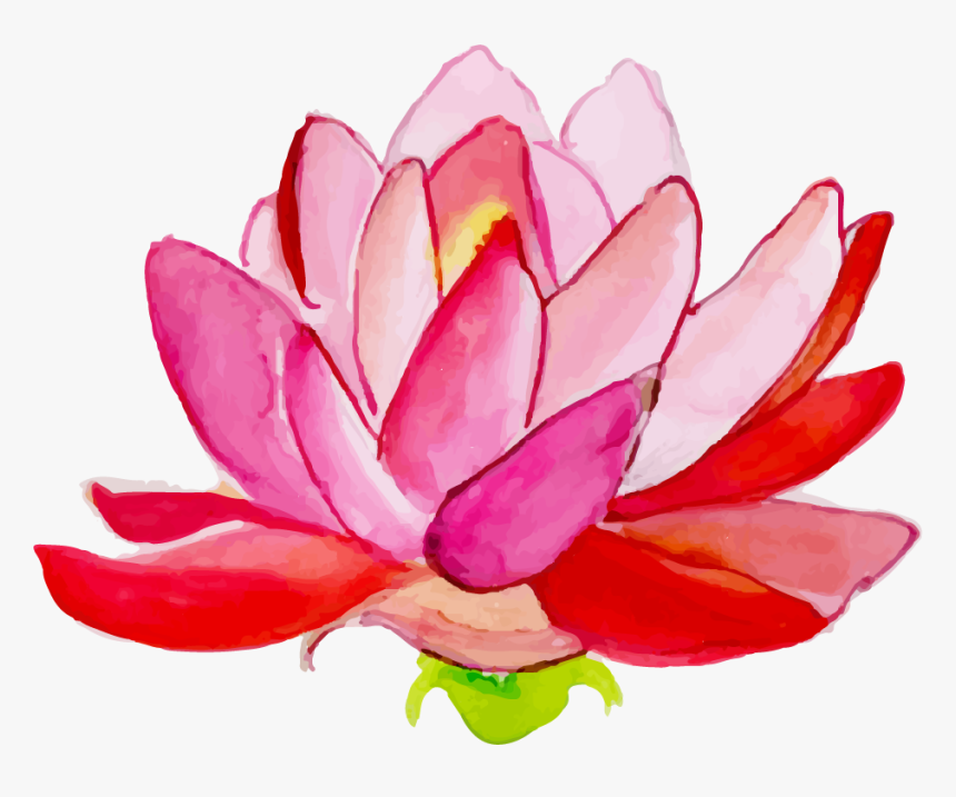 Sacred Lotus, HD Png Download