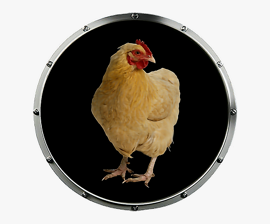 #baby - Rooster, HD Png Download