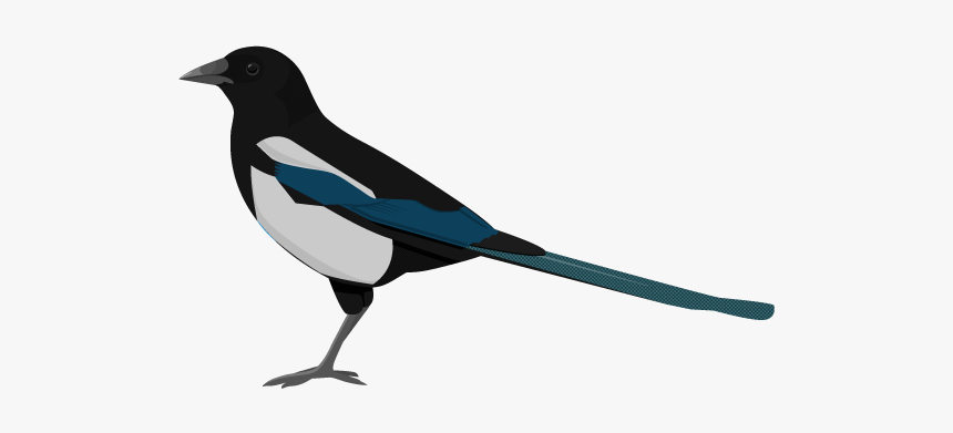 Magpie Png, Transparent Png