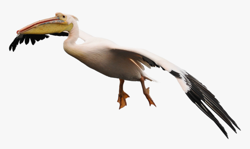 Pelikan Png, Transparent Png