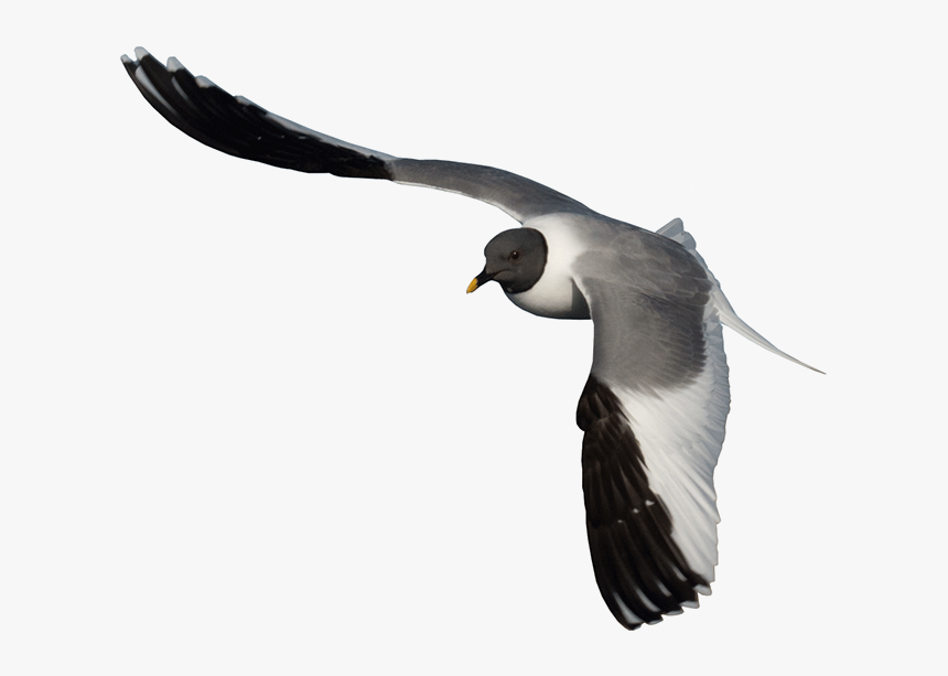 Arctic Birds Transparent, HD Png Download
