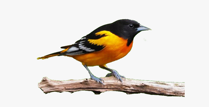 Oriole, HD Png Download