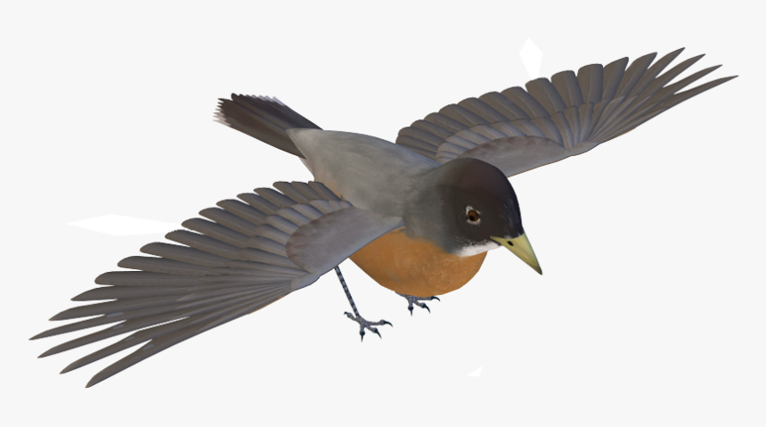 European Swallow, HD Png Download