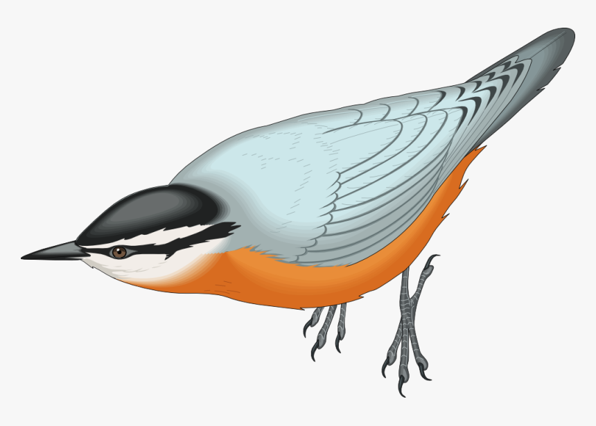 Red Breasted White Bird Clip Art Macaw - Birds Images Png Files, Transparent Png