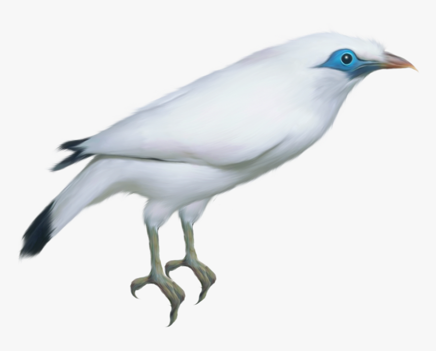 Bird Png - Birds, Transparent Png